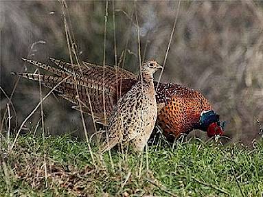 Wintergerechten met wild
