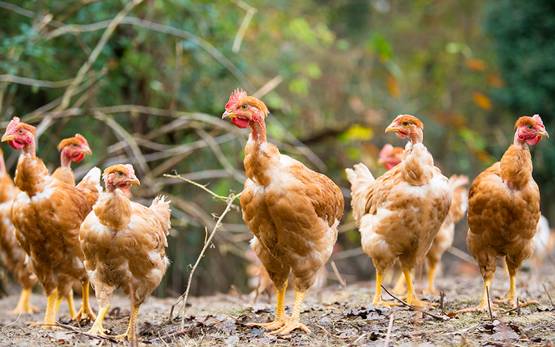 Poulet de Landes